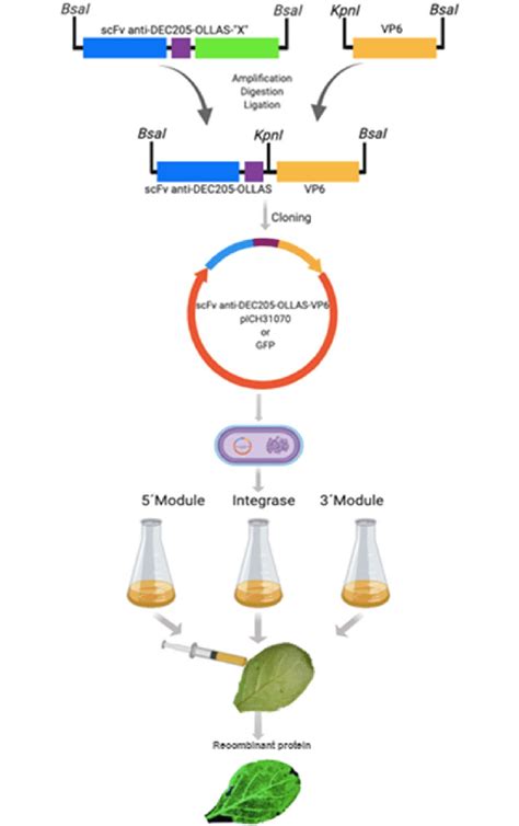Construction of Expression Vector 的图像结果