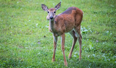 9 Deer Diseases Every Hunter Should Know | Outdoor Life