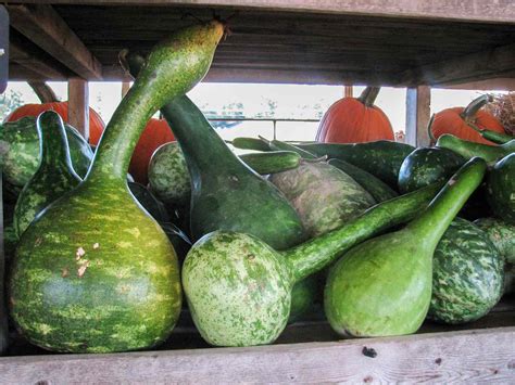 15 Types of Gourds You Can Grow For Decor, Crafts and More