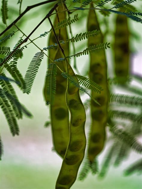 Mesquite Seed Germination - How To Grow Mesquite Trees From Seed