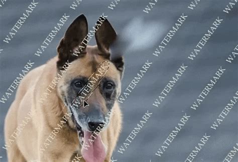 Erase Watermarks in Photoshop: Step-by-Step Guide
