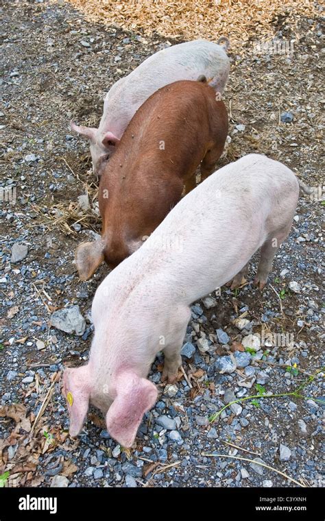 Alpine pigs hi-res stock photography and images - Alamy