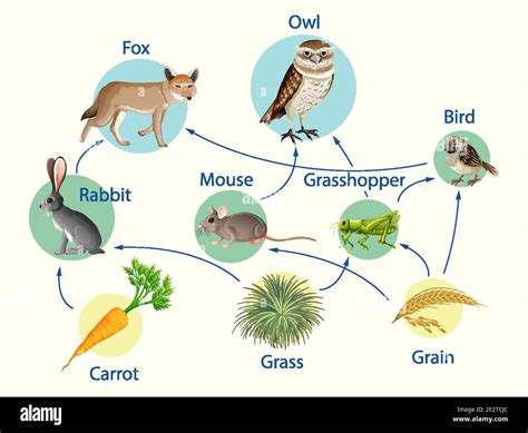 43 grassland food web diagram