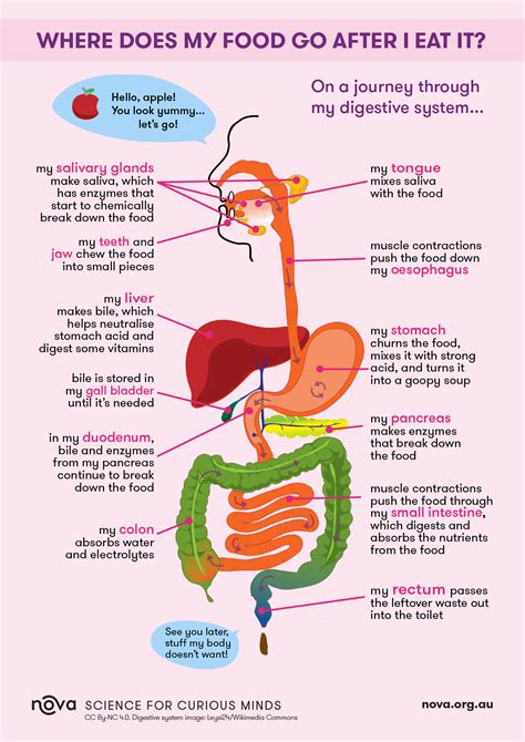 Process Of Food Through Your Digestive System