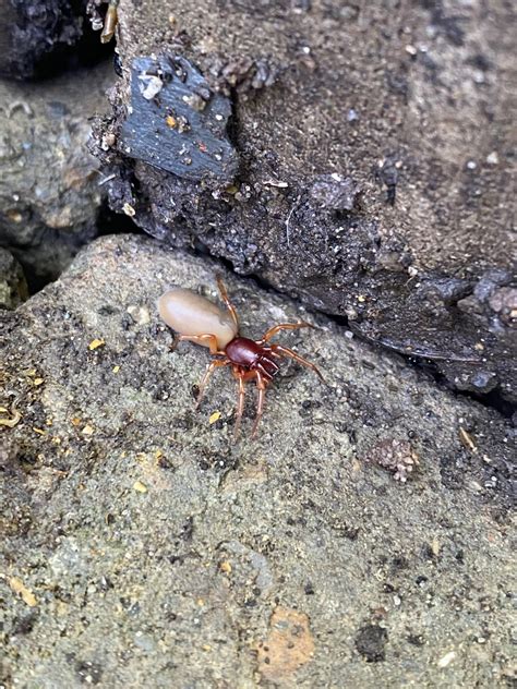 Small red spider found in outdoor bricks, Southern UK : r/whatisthisspider