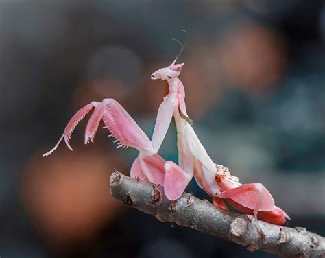 Orchid Mantis Pretty
