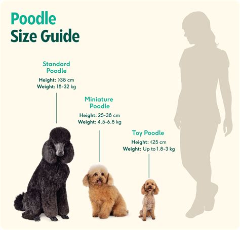 Poodle Puppy Weight Chart Royal Canin Breed Health Nutrition Poodle