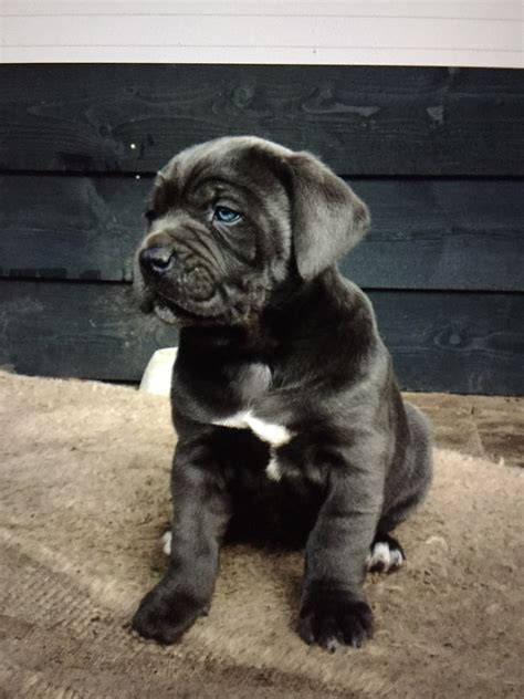 Pin von Pasi Kinnunen auf Cane Corso