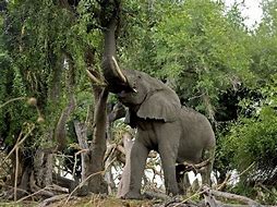 Image result for African Elephant Front View
