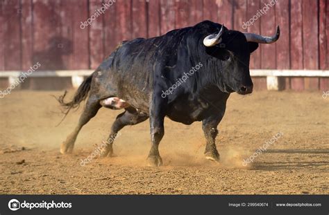 Bull Spanish Bullring Big Horns Traditional Spectacle Spain — Stock ...