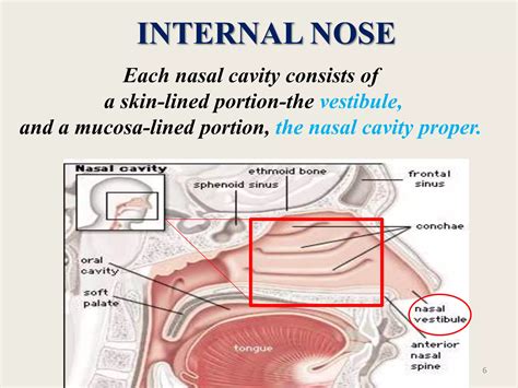 ANATOMY, PHYSIOLOGY & SIGNS SYMPTOMS CONGENITAL ANOMALIES OF NOSE AND PARA-NASAL SINUSES.pptx