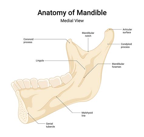 Anatomy of the Mandible: A Comprehensive Guide to Lower Jaw Structure - Anatomy Note