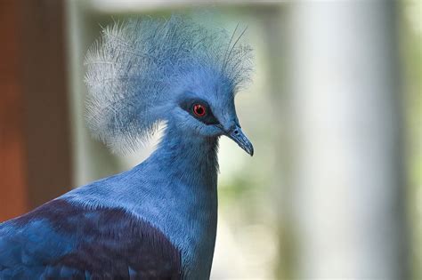 BirdTalker