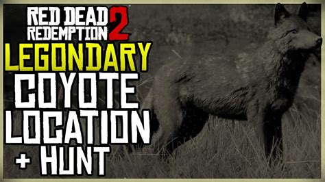 WHERE TO FIND THE LEGENDARY COYOTE LOCATION + HUNT - RED DEAD ...