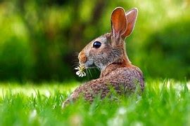 Image result for Machine Learning Boosting Methods