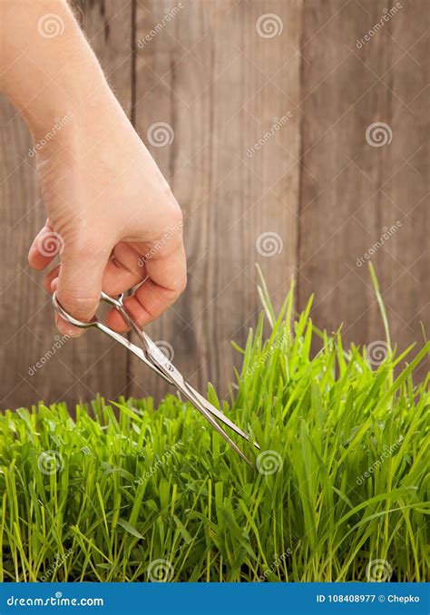 Man Cuts Grass for Lawn with Scissors, Fresh Cut Lawn Stock Image ...