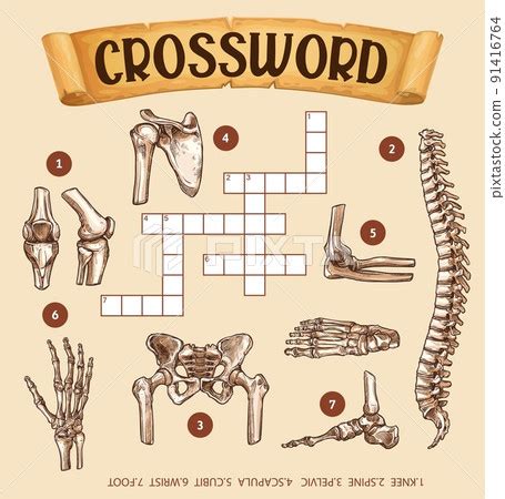 Human bones, crossword grid worksheet or find... - Stock Illustration ...