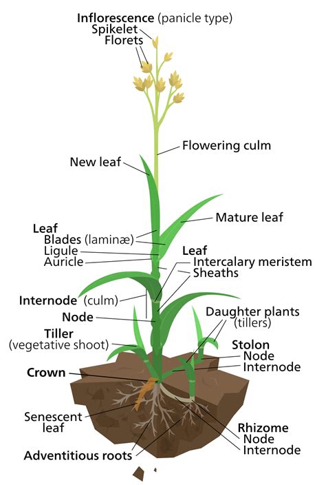 Grass Family - The Daily Garden