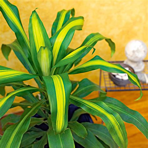 How to Grow and Care for Dracaena