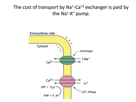 PPT - Introduction to Membrane Channels and Pumps PowerPoint ...