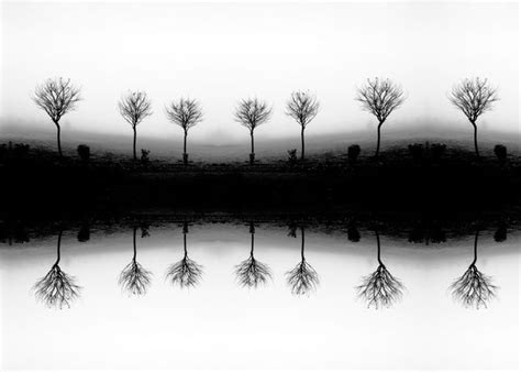 Leafless Tree In Fog Stock - Art Prints by Jeffry Juel | Buy Posters ...