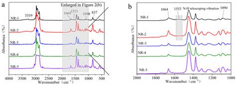 Effect of Proteins on the Vulcanized Natural Rubber Crosslinking ...