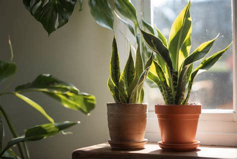 The Sunlight Needs of a Snake Plant - Gardening Dream