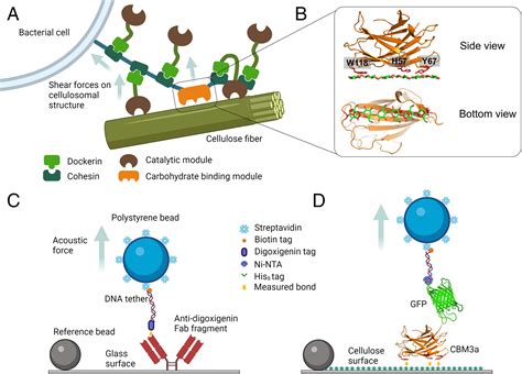Acoustic force spectroscopy reveals subtle differences in cellulose ...