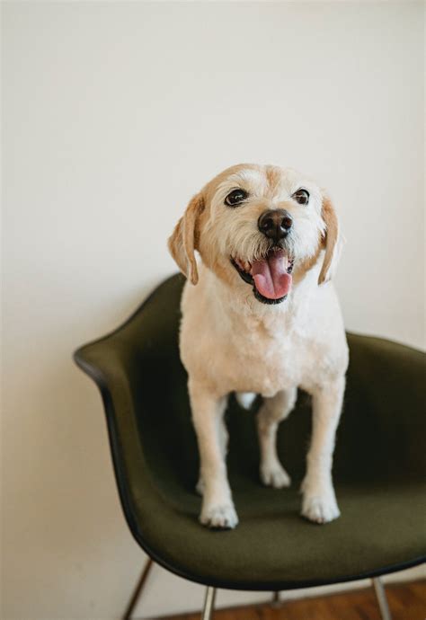 Reverse sneezing in dogs: Exploring the Causes and Management
