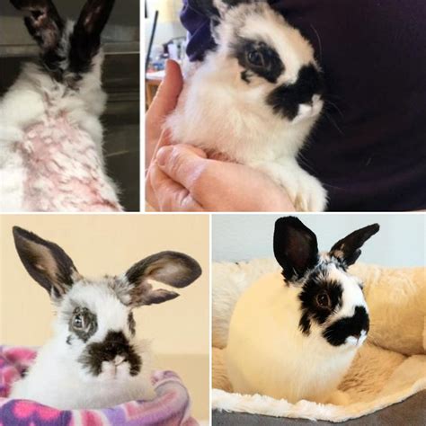 Transformation Tuesday: Cilantro has come a long way : r/Rabbits