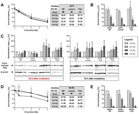 The Role of Transglutaminase 2 in the Radioresistance of Melanoma Cells