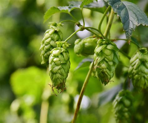 What Does IPA Stand for in Beer? - Upstream Brewing Company