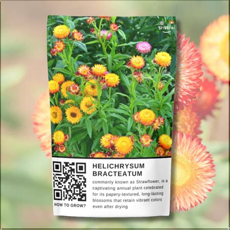 Helichrysum Bracteatum Flower Seeds for Gardening - Everlasting Flower ...