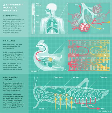 Respiration — lesson. Science CBSE, Class 10.
