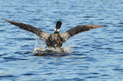 Common Loon