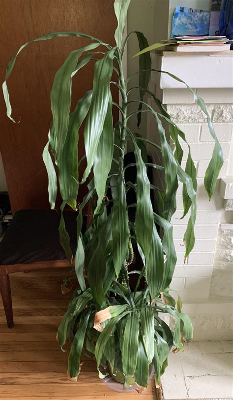 Dracaena wilting and drooping : r/plantclinic