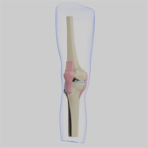 3D Knee Anatomy - TurboSquid 1959434