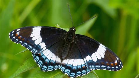 White Admiral Butterfly Information Weidemeyer's Admiral Butterfly In