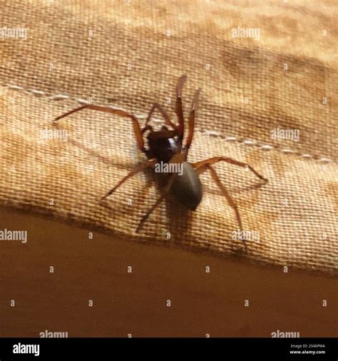 Broad-Faced Sac Spiders (Trachelidae Stock Photo - Alamy