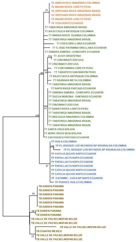 New Insights into the Molecular Evolution of Tapirus pinchaque ...