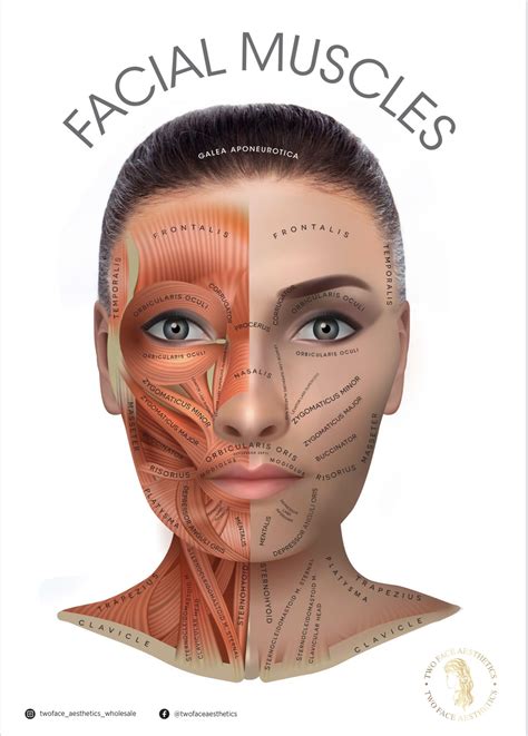 Facial Muscles Anatomy
