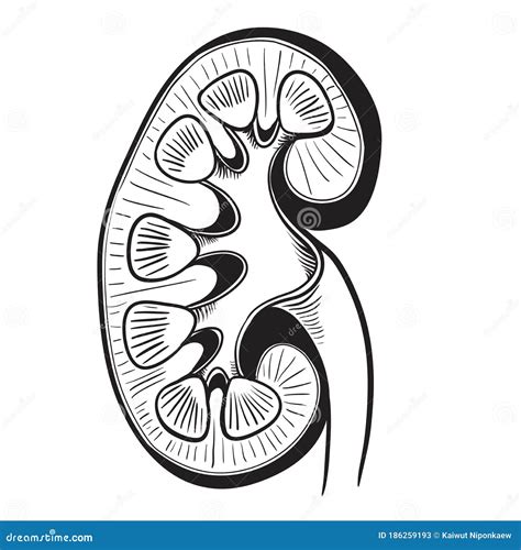 Kidney Sketch Anatomy Outline Vector Illustration Stock Vector - Illustration of medicine ...
