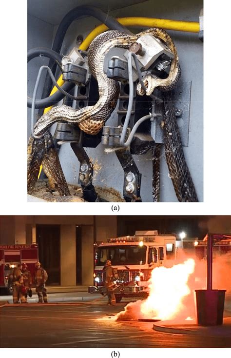 Image result for Snakes Exploding