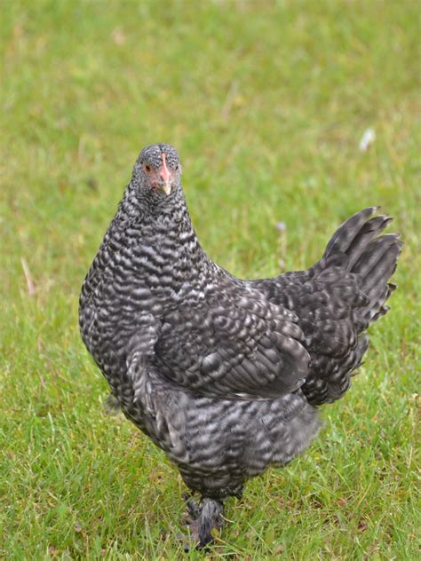 Marans Chicken Breed Guide — Practical Self Reliance