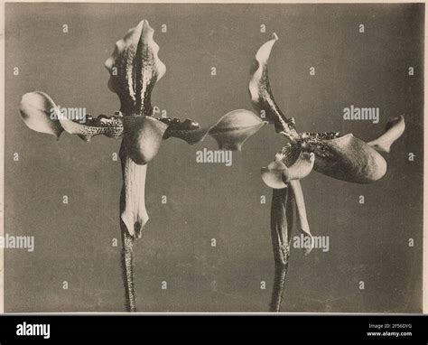 Plant preservation study hi-res stock photography and images - Alamy