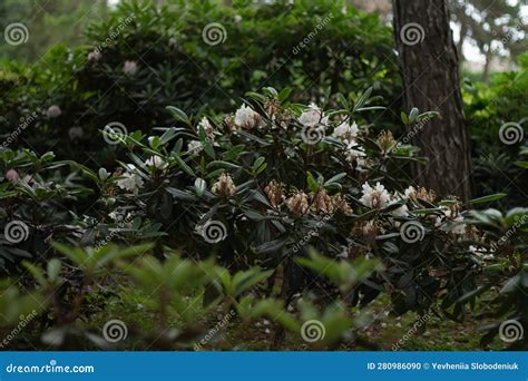 Dark Green Leaves on Bushes with White Flower Stock Photo - Image of ...