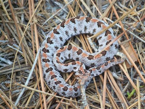 Reptiles of North Carolina