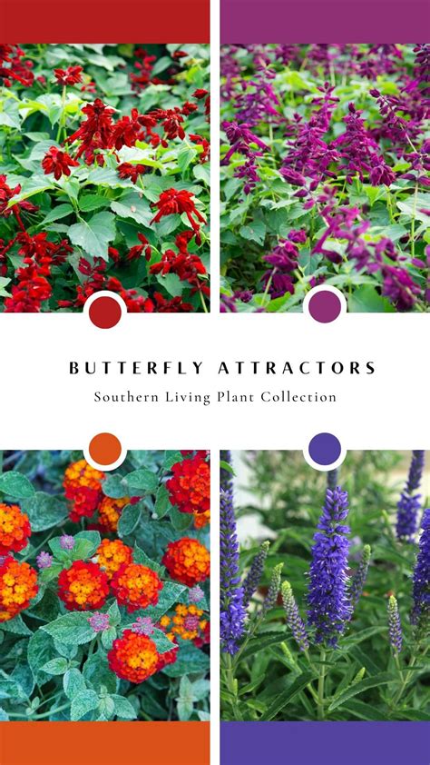 Attract butterflies with these plants – Artofit