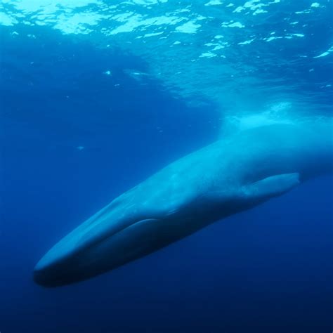 Blue Whales Underwater