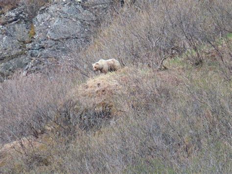 Brown Bear - Rainy Pass Lodge